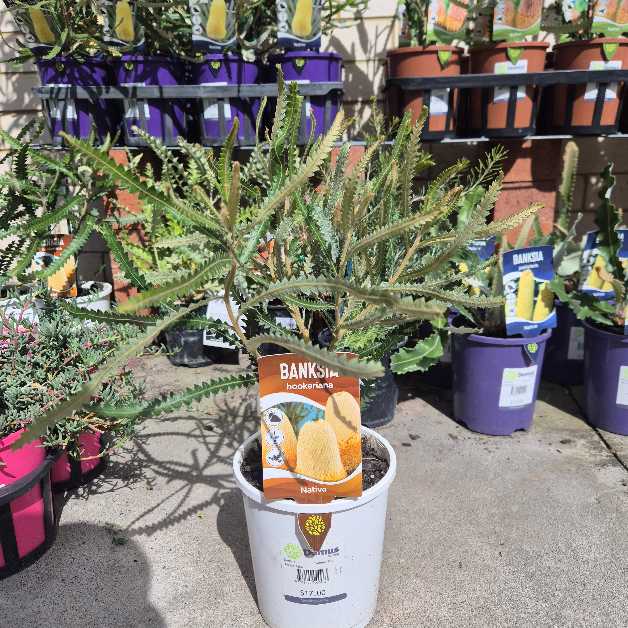 Potted plant with a 'Banksia' label in a garden center setting