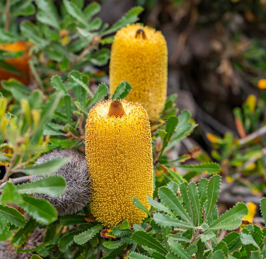 Close-up of yellow banksia flowers with green leaves.