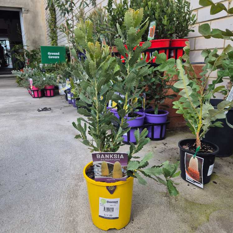 Potted plants in a garden center setting with visible labels and pots.