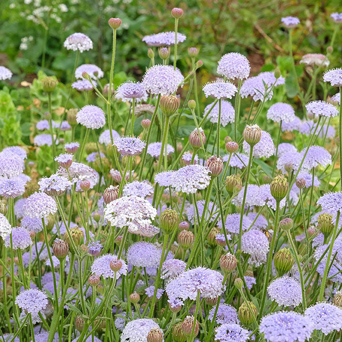 A close-up view of a garden bed filled with light purple-blue globe flower blooms on green stems, with blurred green foliage in the background.