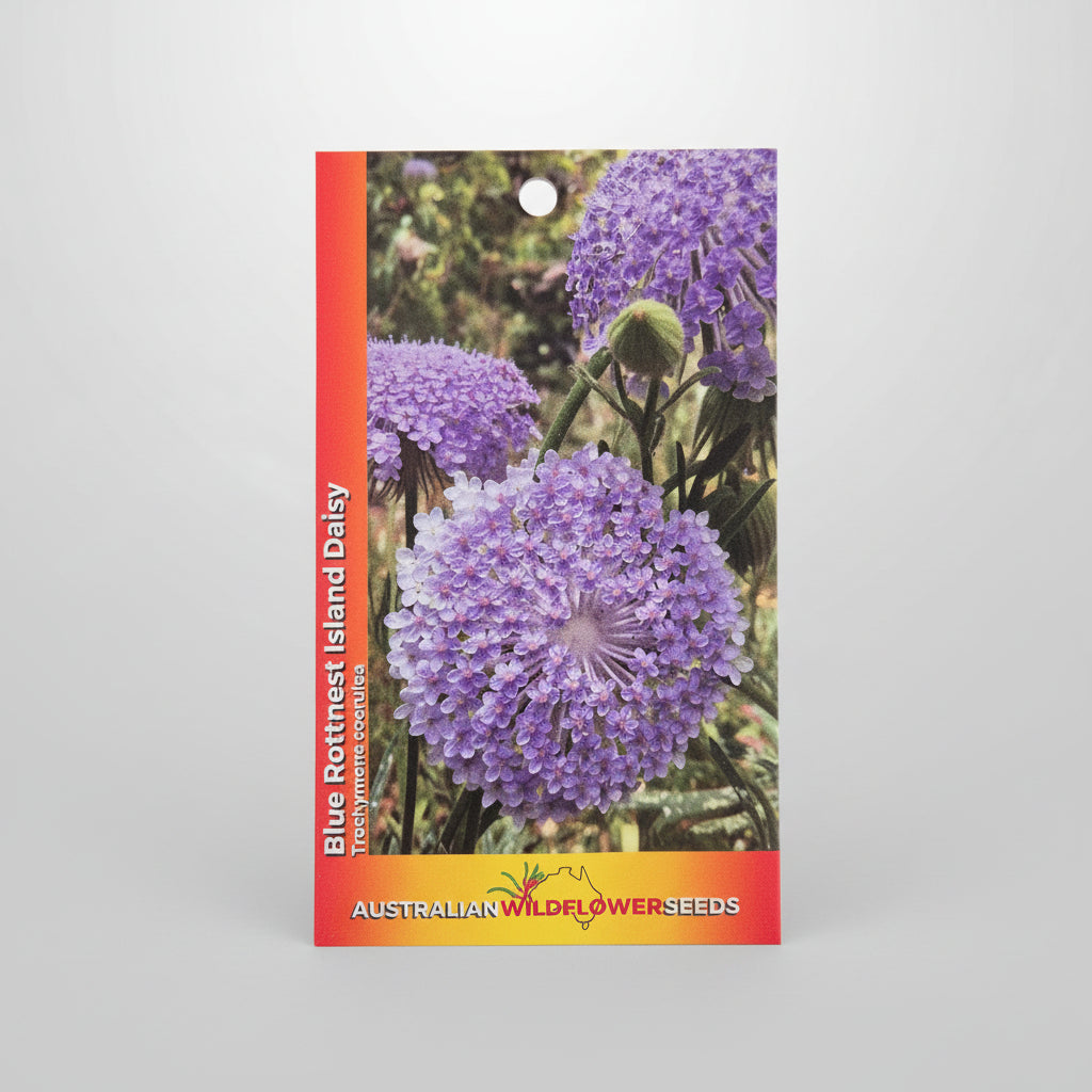 A seed packet for Blue Rottnest Island Daisy from Australian Wildflower Seeds, featuring a vibrant purple flower photo on a red and yellow border, set against a brown textured background.