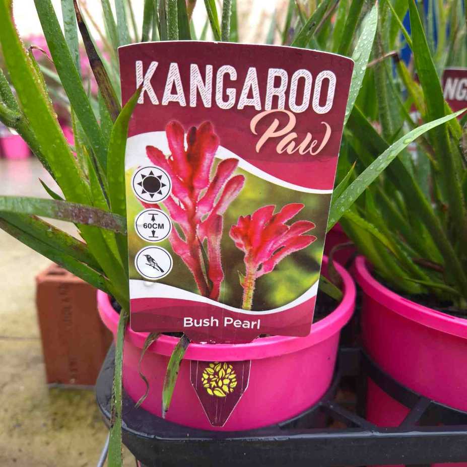 Kangaroo Paw plant packaging with pink flowers in a pot
