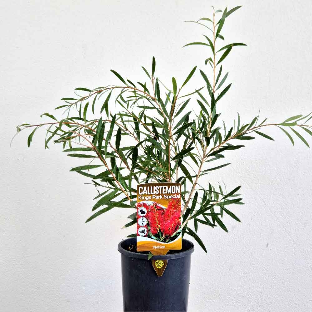 Callistemon 'King Park Special' | Bottle Brush Plant