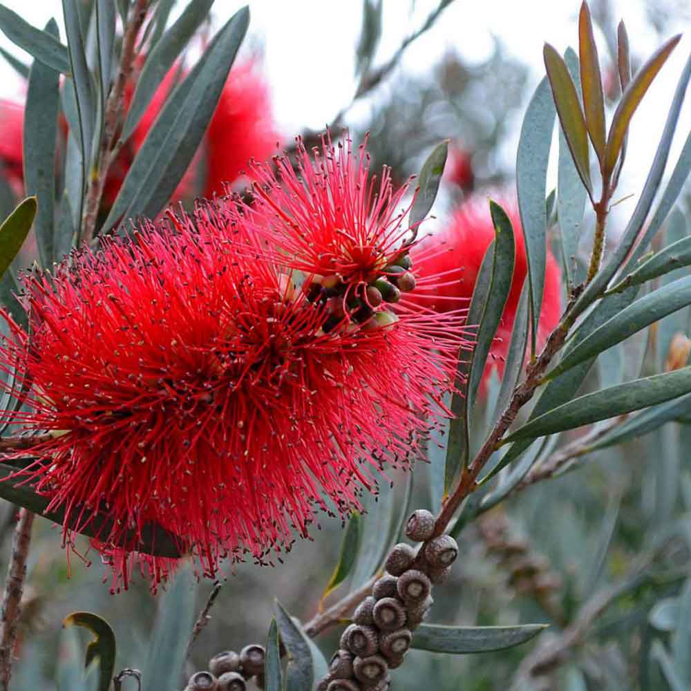 Lesser Bottlebrush | Callistemon phoeniceus