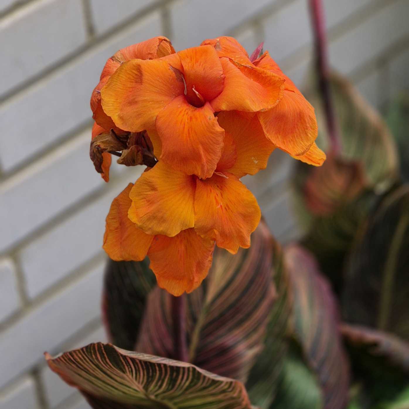 Close-up of orange flowers with a blurred background