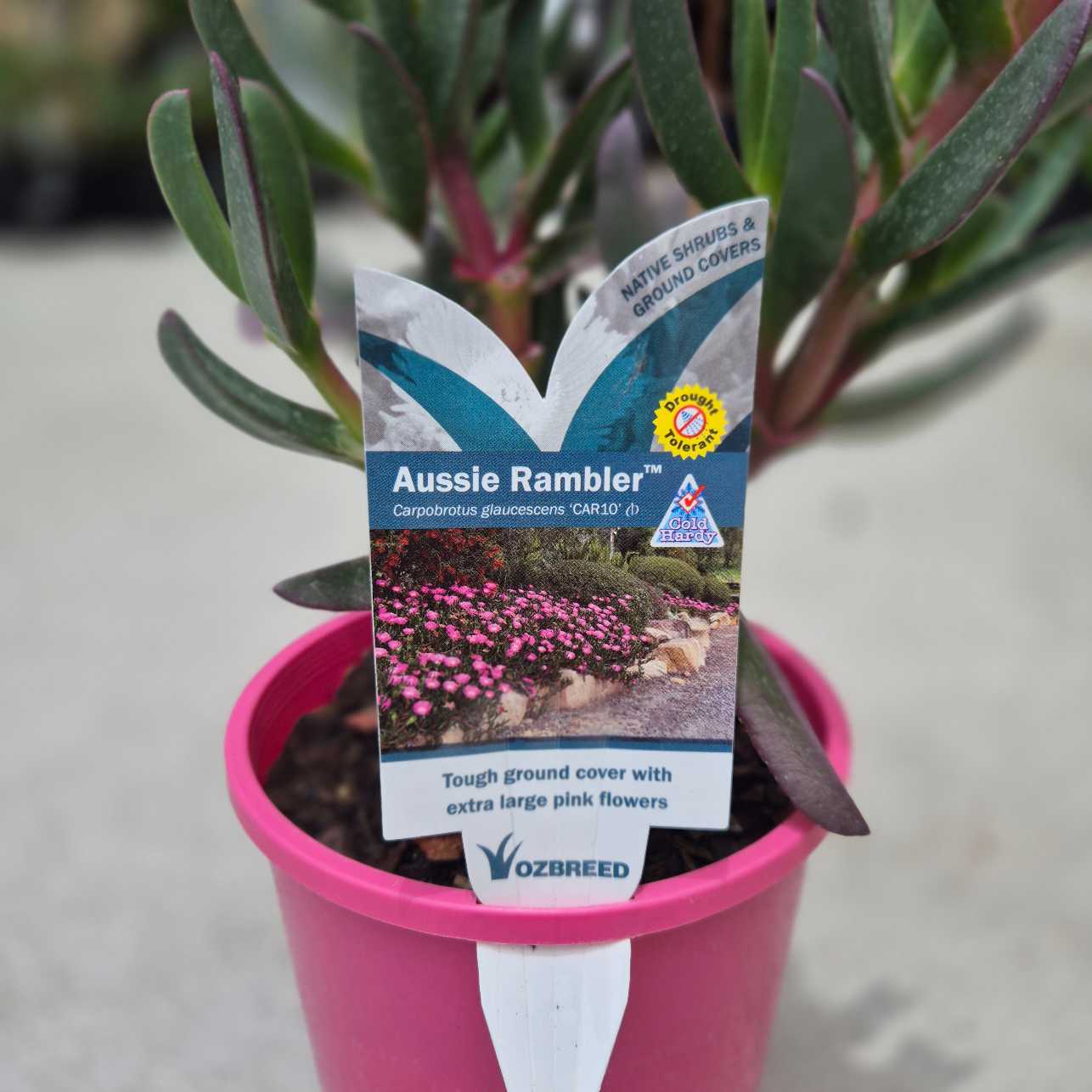 Potted plant with an Ozbreed label on a blurred background