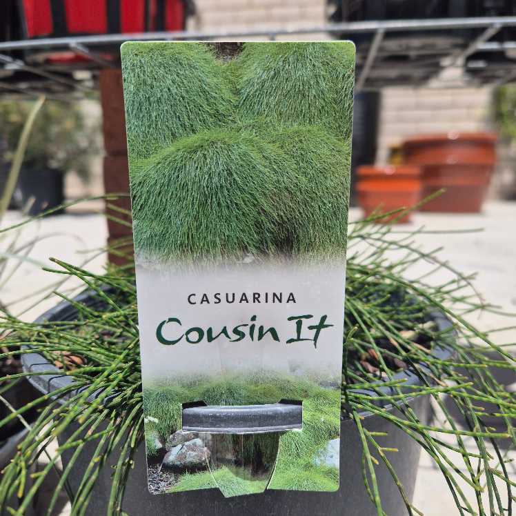 Cardboard plant label for Casuarina with green foliage in the background