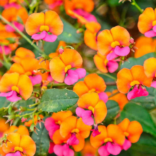 Heart-leaf Flame Pea | Chorizema cordatum