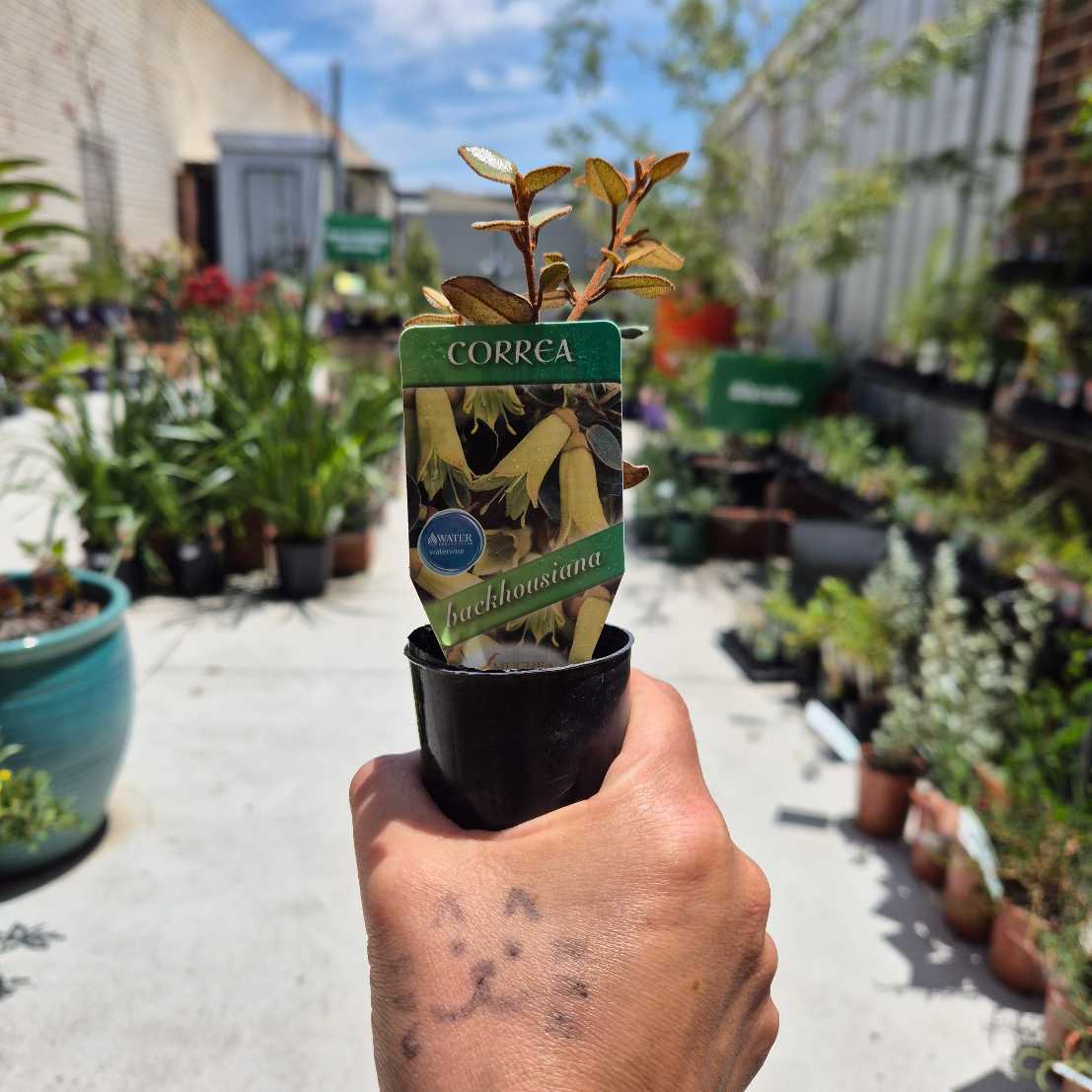 Hand holding a potted plant with a Correa label in an outdoor garden setting.