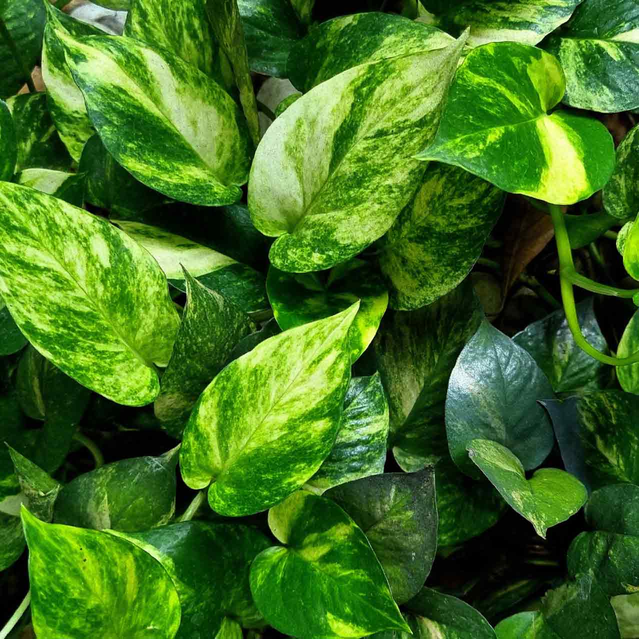 Devils Ivy - Epipremnum Aureum