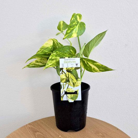 Devils Ivy - Epipremnum Aureum