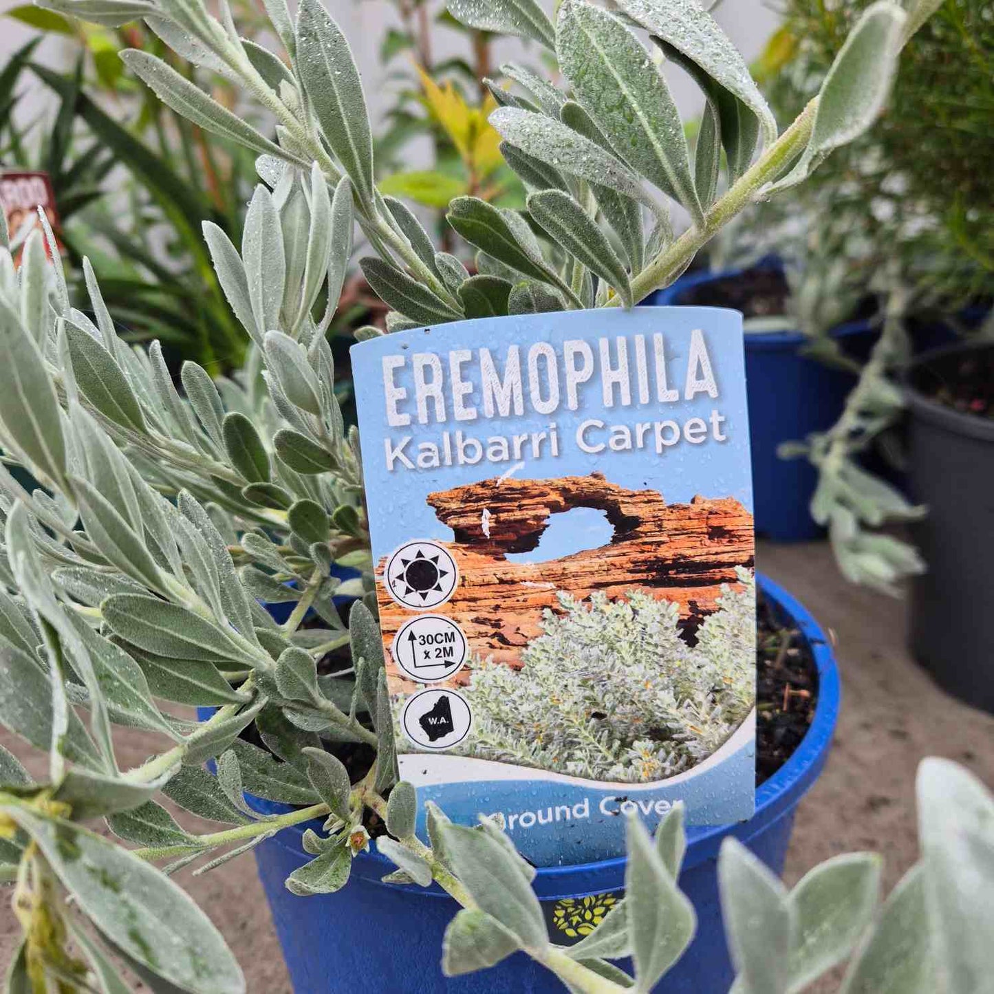 Eremophila Kalbarri Carpet plant with a label in a pot