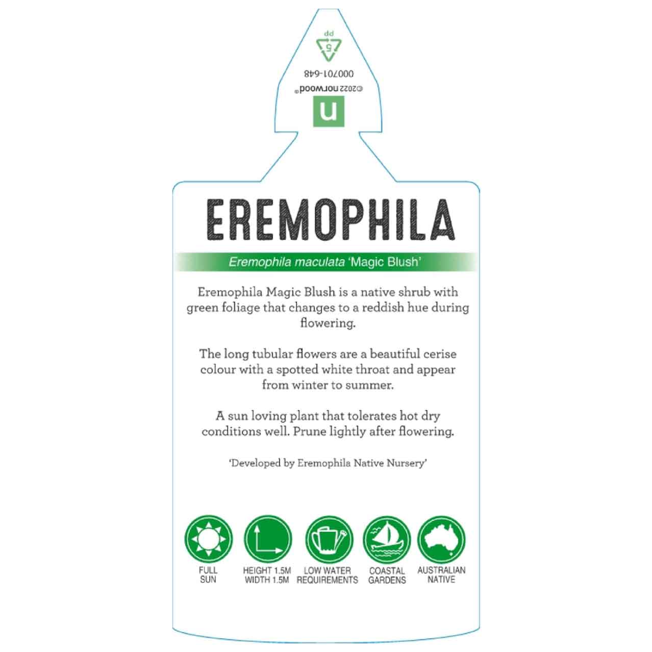 Eremophila 'Magic Blush'