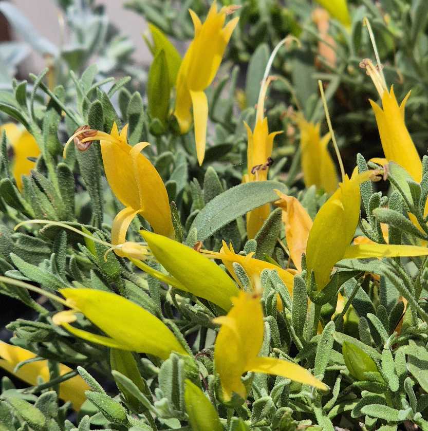 Close-up of yellow flowers and green leaves