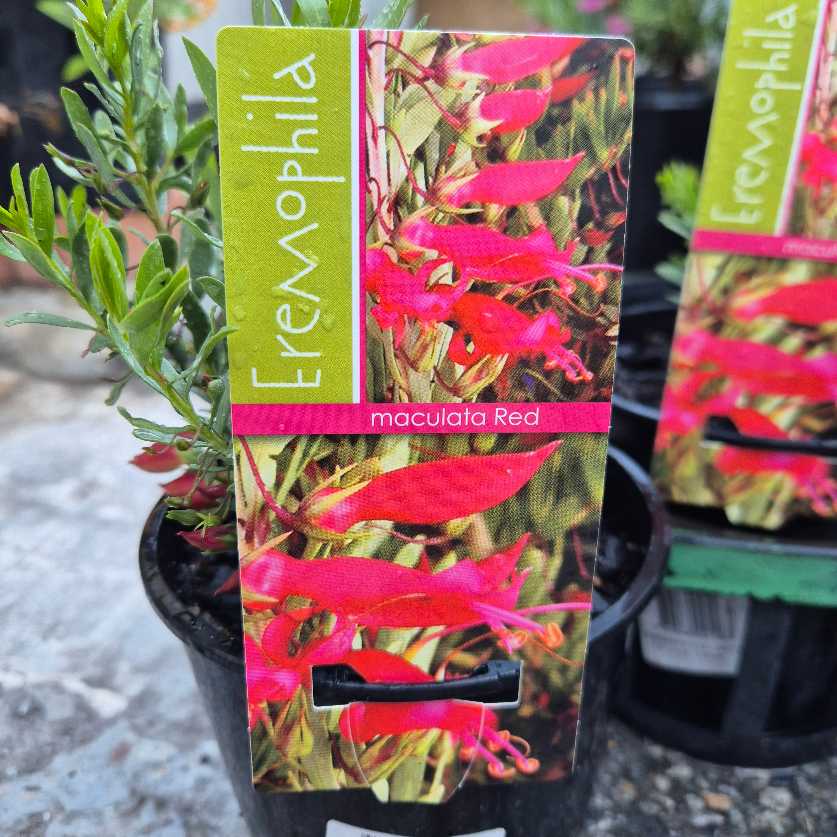 Eremophila plant with pink flowers in a pot, labeled 'Eremophila maculata Red'.