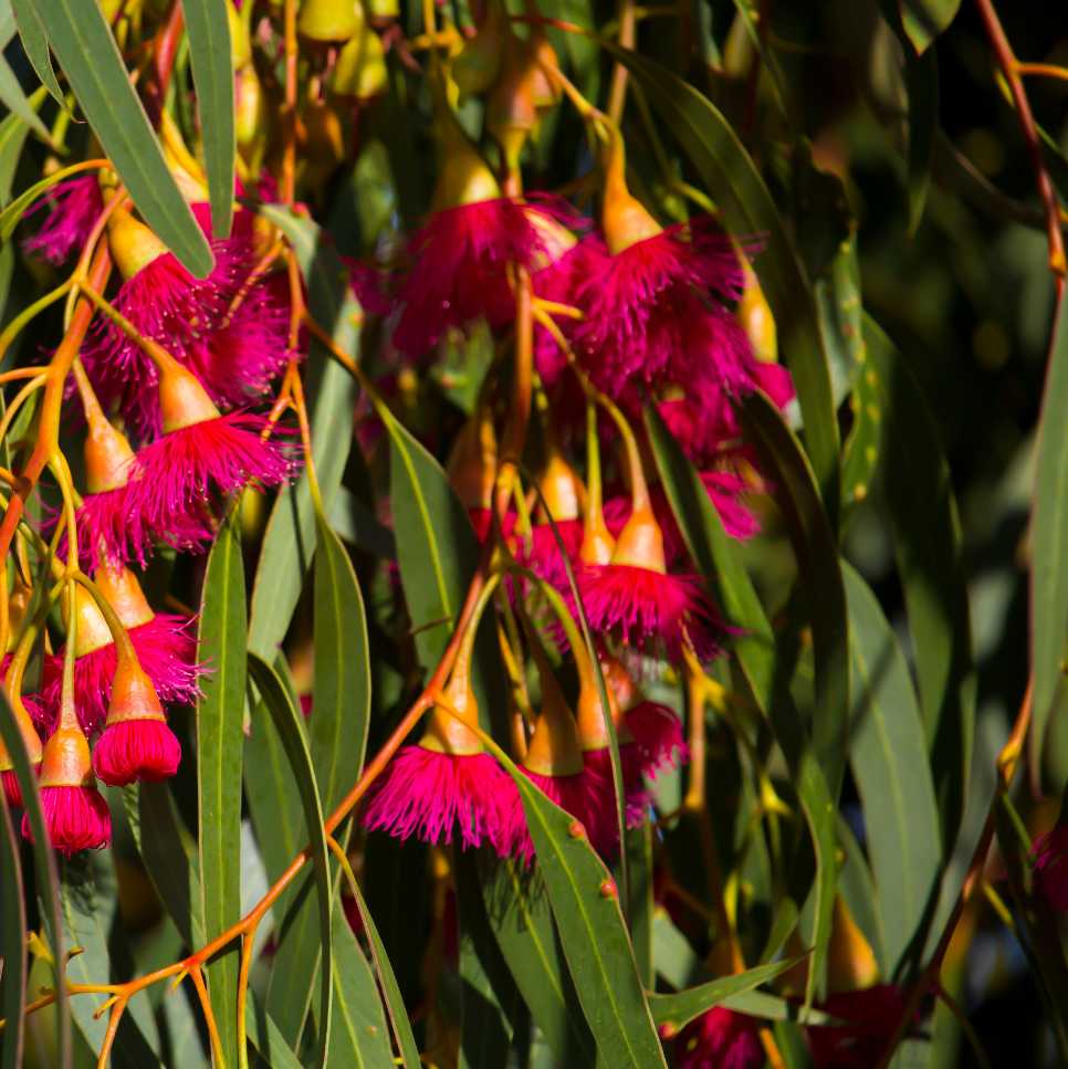 Yellow Gum - Eucalyptus leucoxylon rosea