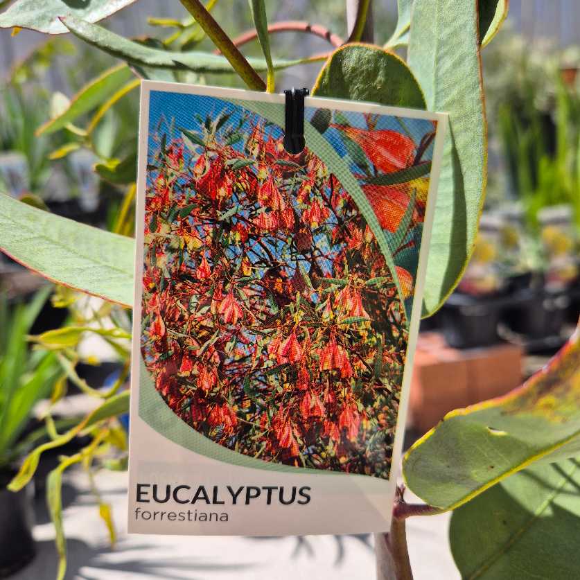 Eucalyptus forrestiana plant tag with colorful illustration and green leaves.