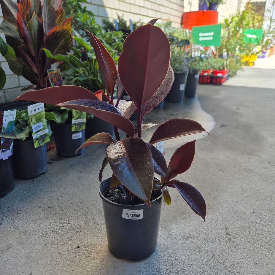 Potted plant with purple leaves on a concrete surface with other plants in the background.