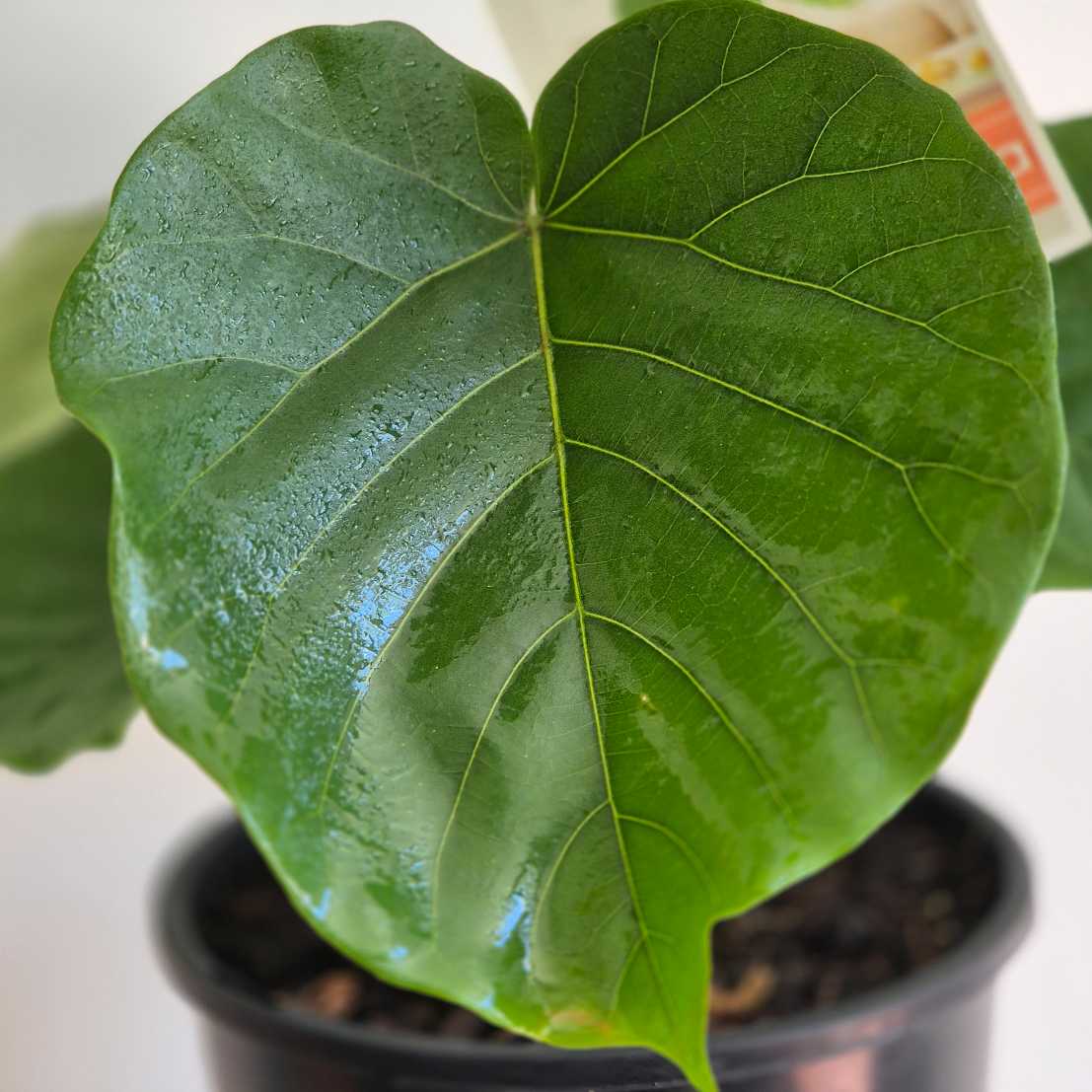 Close-up of a large green leaf with a pot in the background