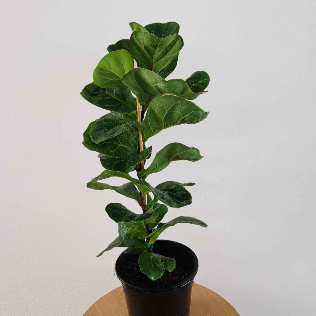 Fiddle leaf fig bambino in a black pot on a wooden table against a white wall.
