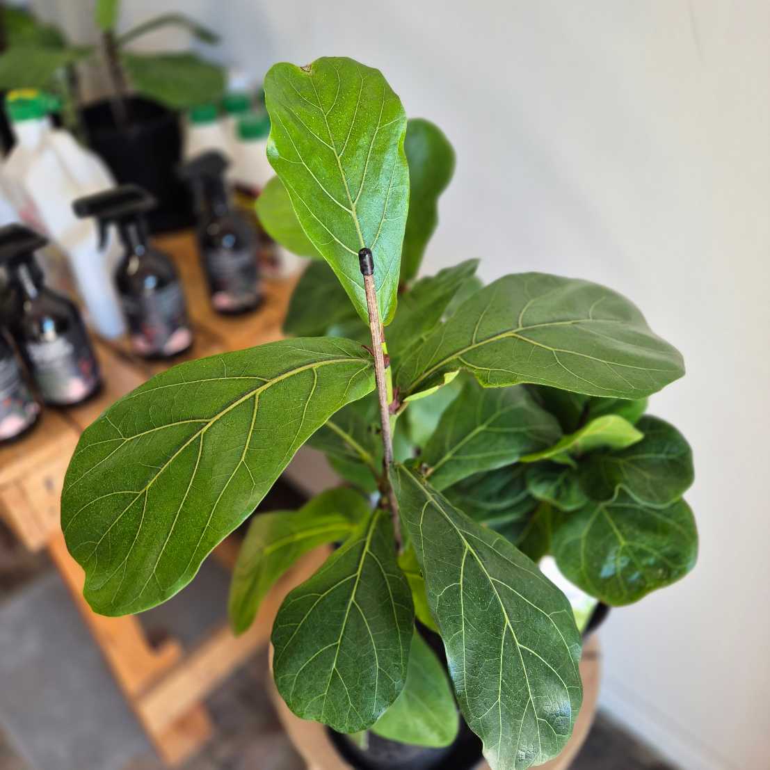 Close-up of a green leafy plant with a blurred background of bottles on a shelf.