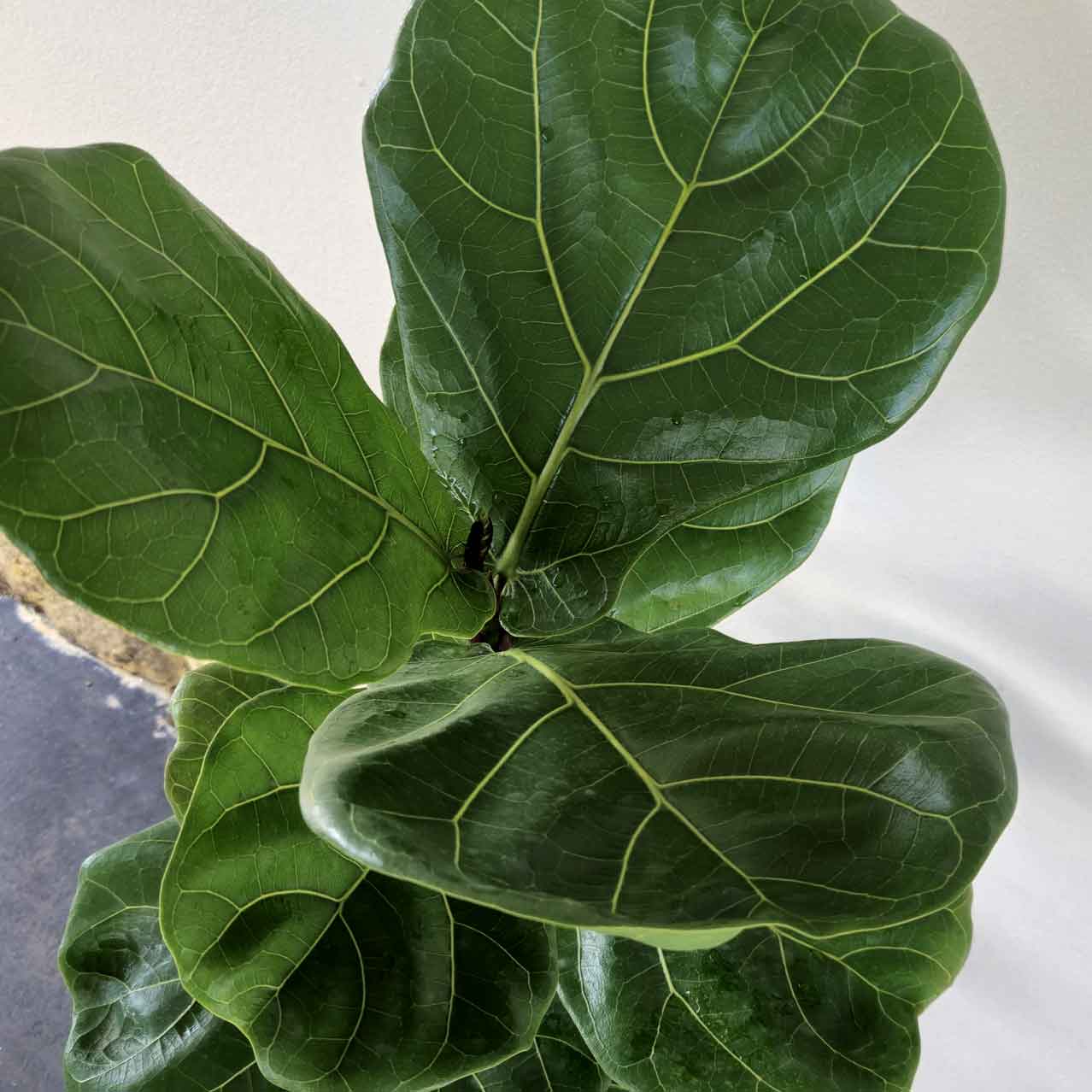 Fiddle Leaf Fig - Ficus lyrata