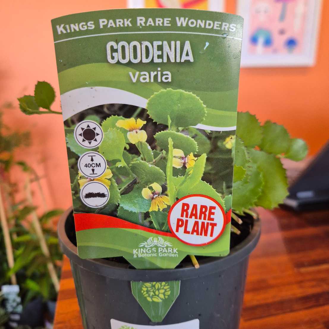 Potted plant with a 'Kings Park Rare Wonders Goodenia varia' packaging on an orange background.