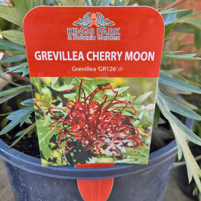 Potted Grevillea Cherry Moon plant with a label on a blurred background