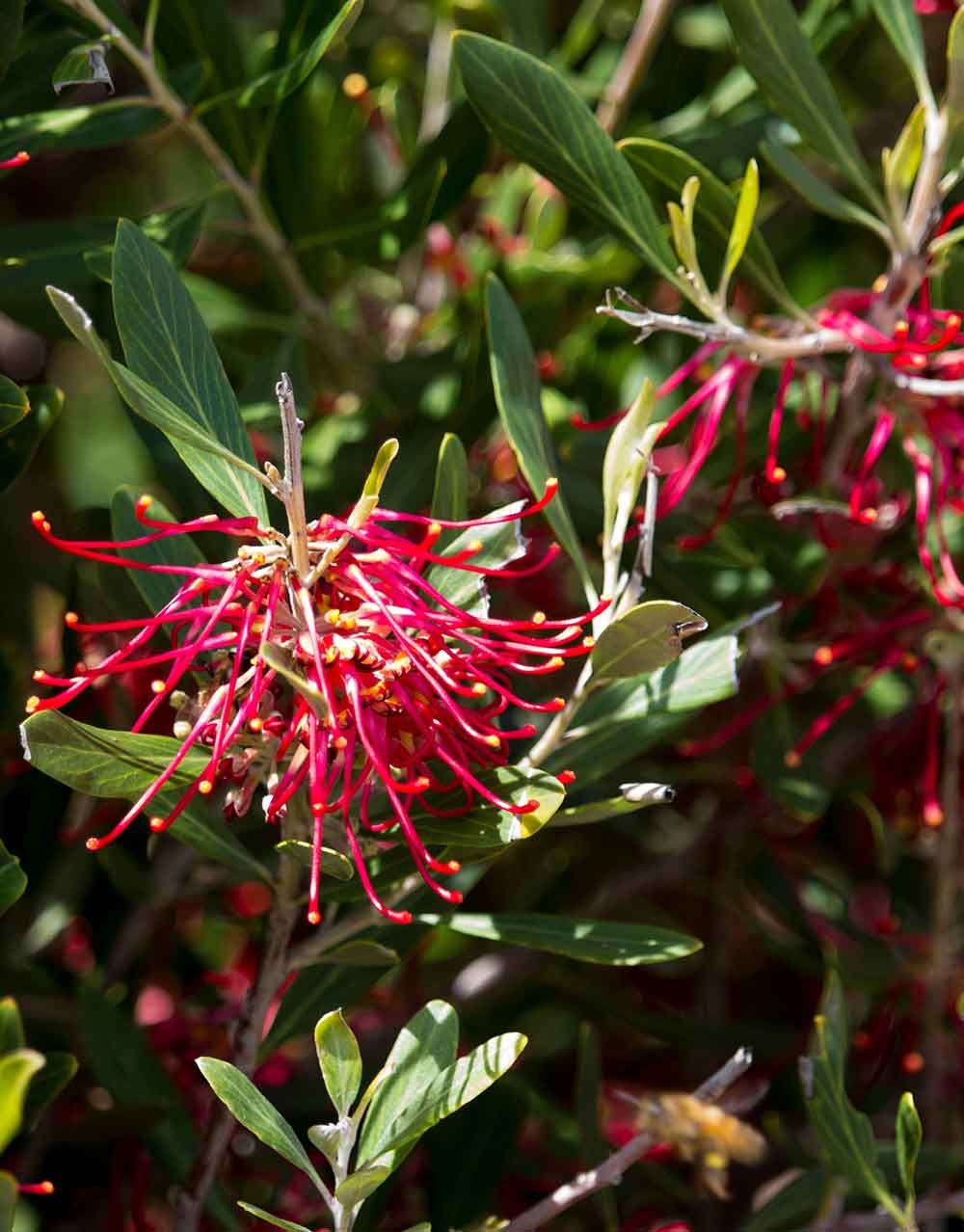 Grevillea obtusifolia Ground Cover Plant