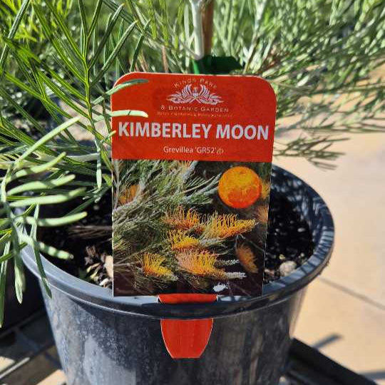 Potted plant with a 'Kimberley Moon' tag on a metal tray