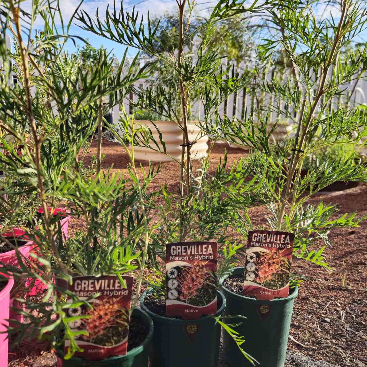 Grevillea 'Mason's Hybrid'