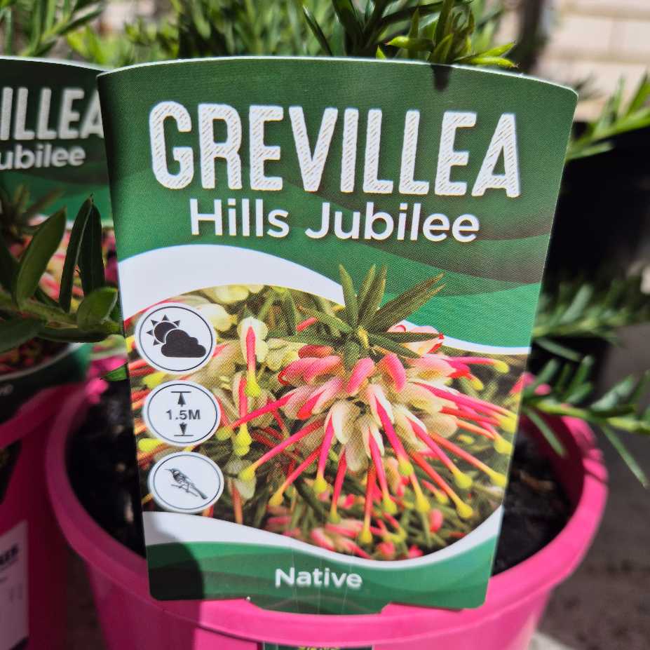 Grevillea Hills Jubilee plant packaging with plant in the background