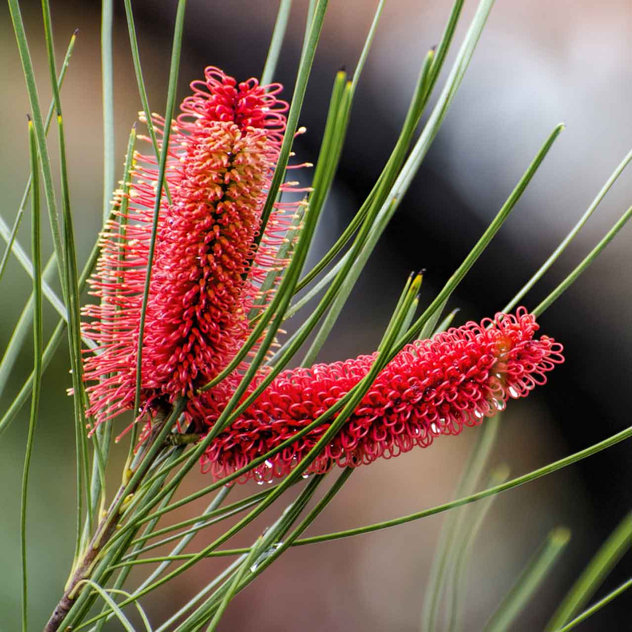 close up of red flowers from a hakea bucculenta