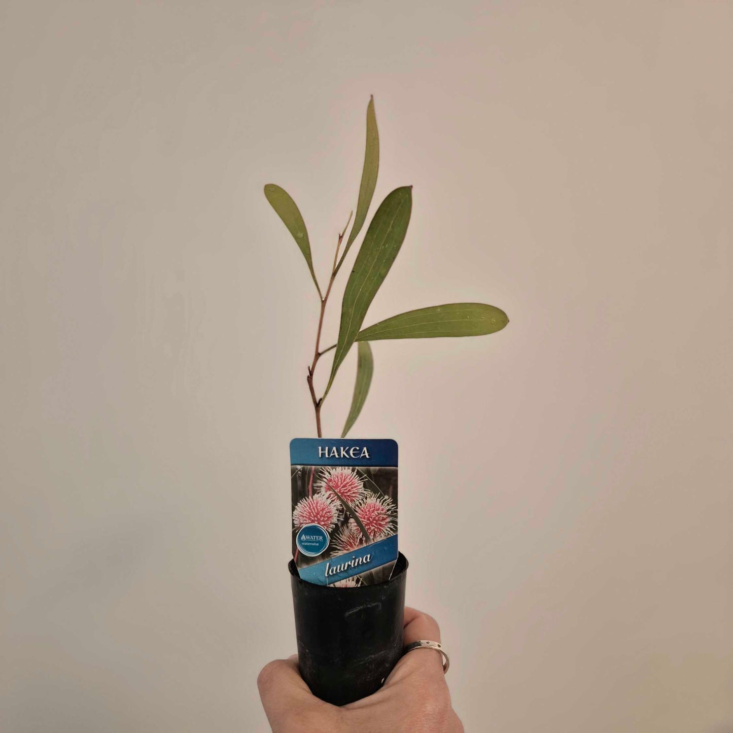 Potted plant with a Hakea label against a plain background