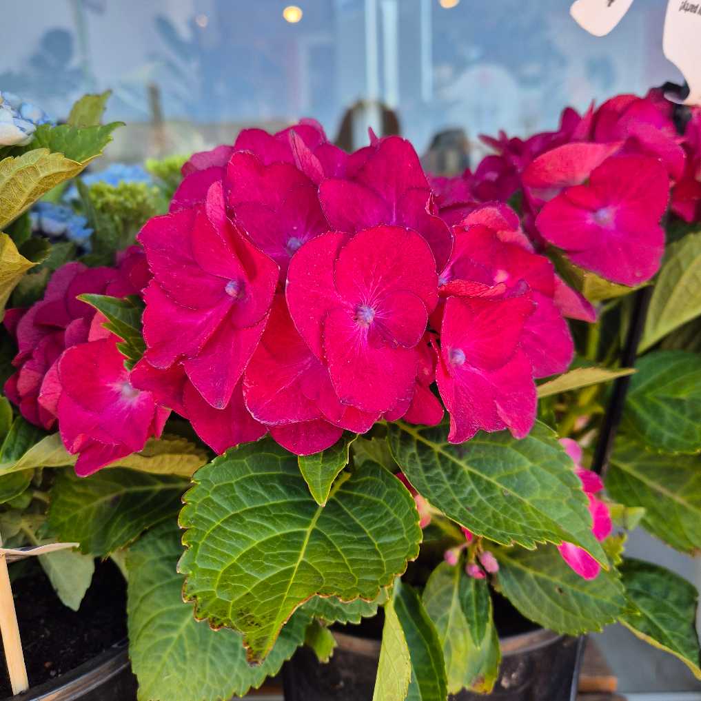 Potted plant with bright pink flowers and green leaves