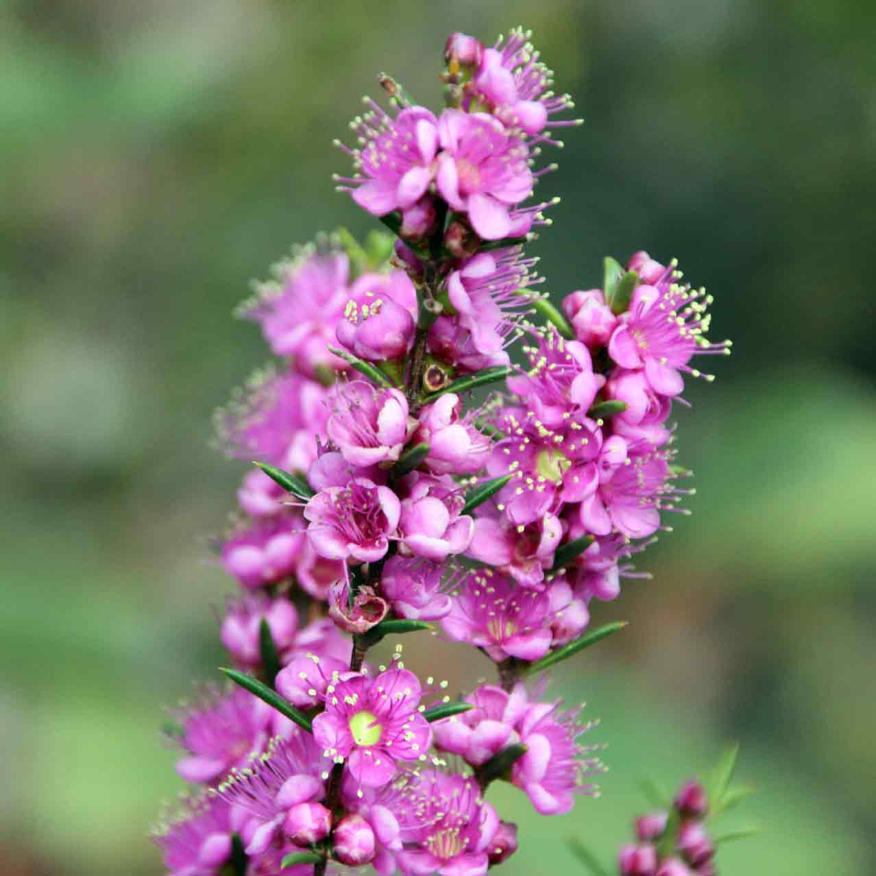 Swan River Myrtle | Hypocalymma robustum