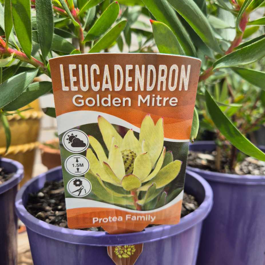 Leucadendron Golden Mitre plant packaging with green leaves in the background
