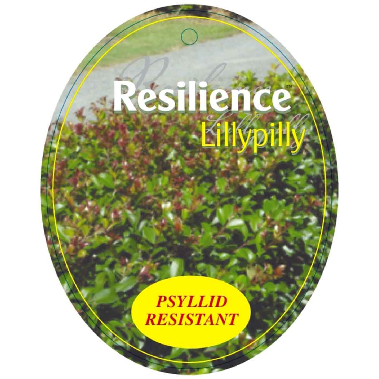 Syzygium australe Resilience