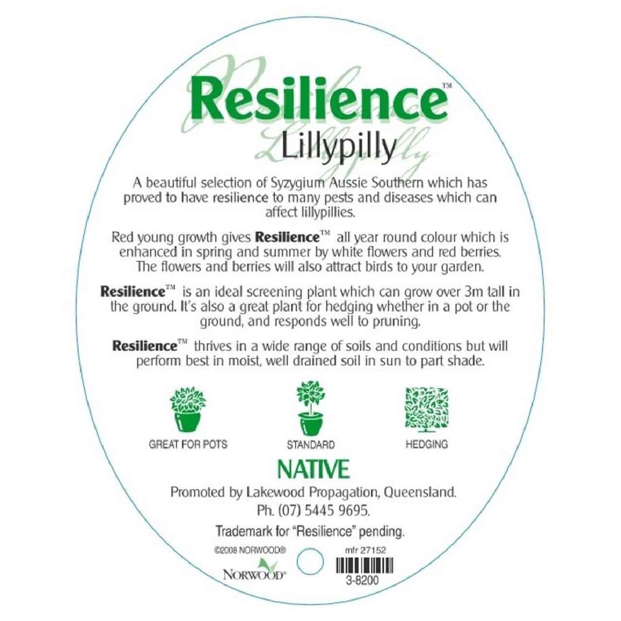 Syzygium australe Resilience