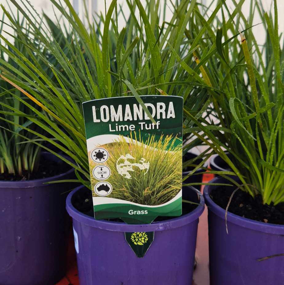 Potted plants with a Lomandra Lime Turf label on a red surface.