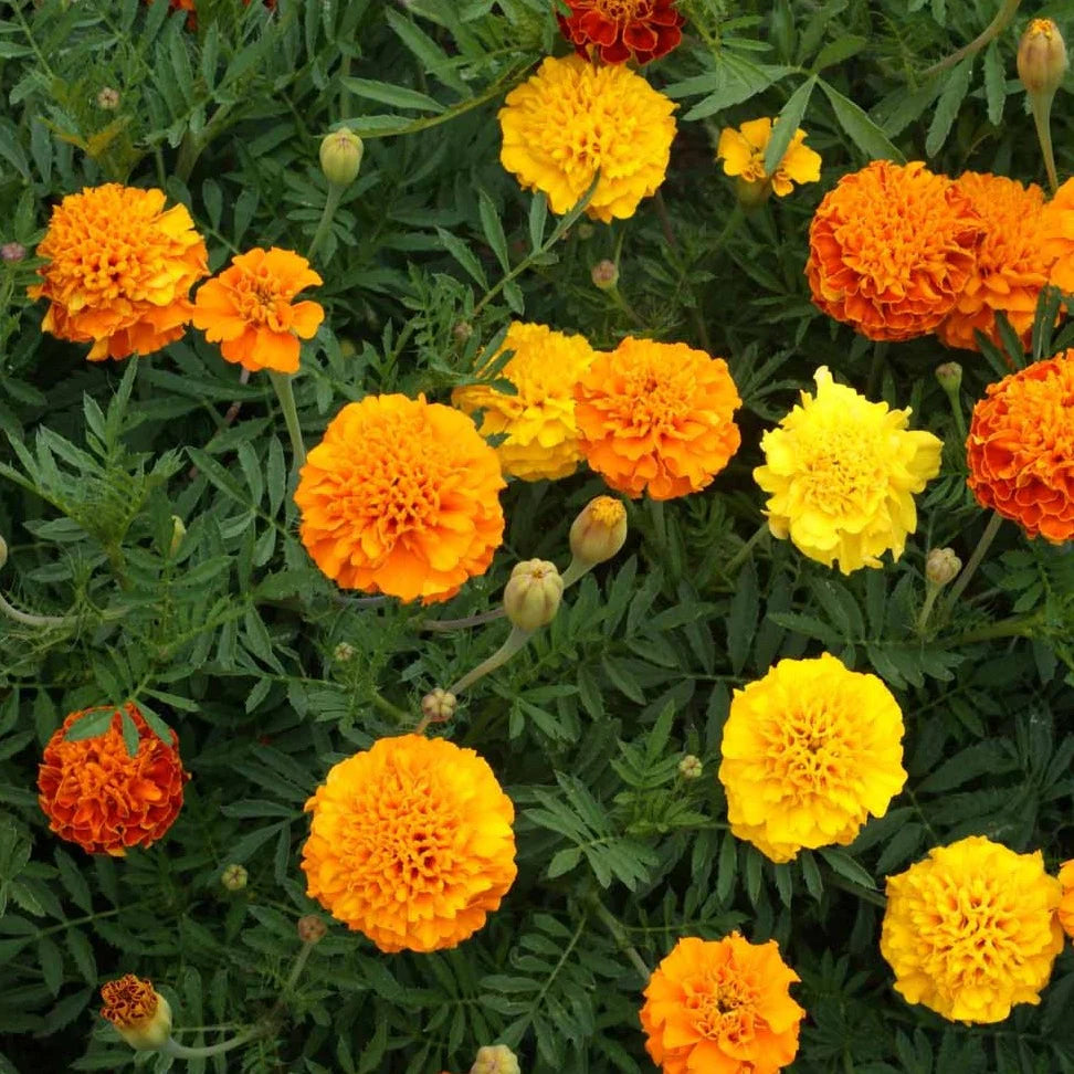 Marigold "Petit Series Mixed" Heirloom Seeds