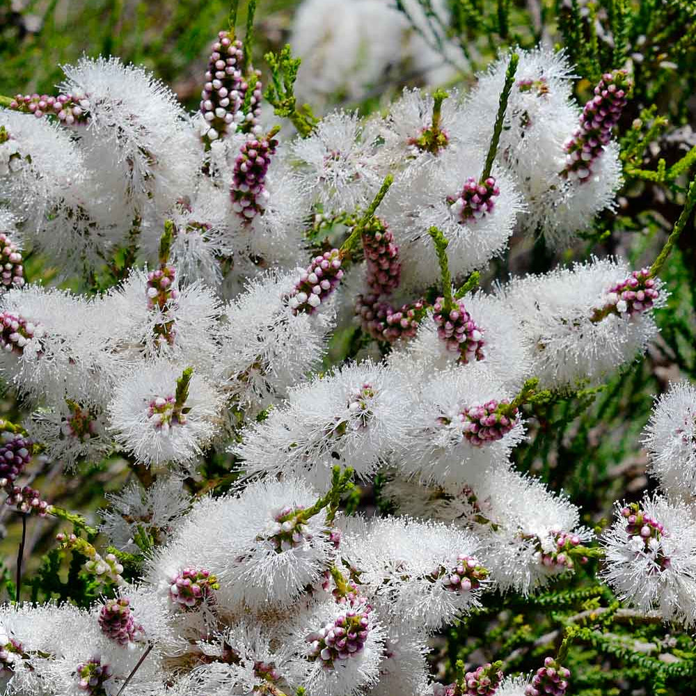 Close-up of white flowers with green leaves in the background