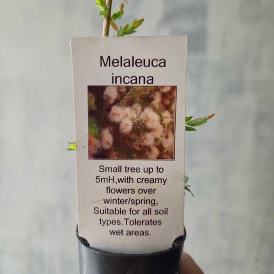 close up of melaleuca-incana plant label
