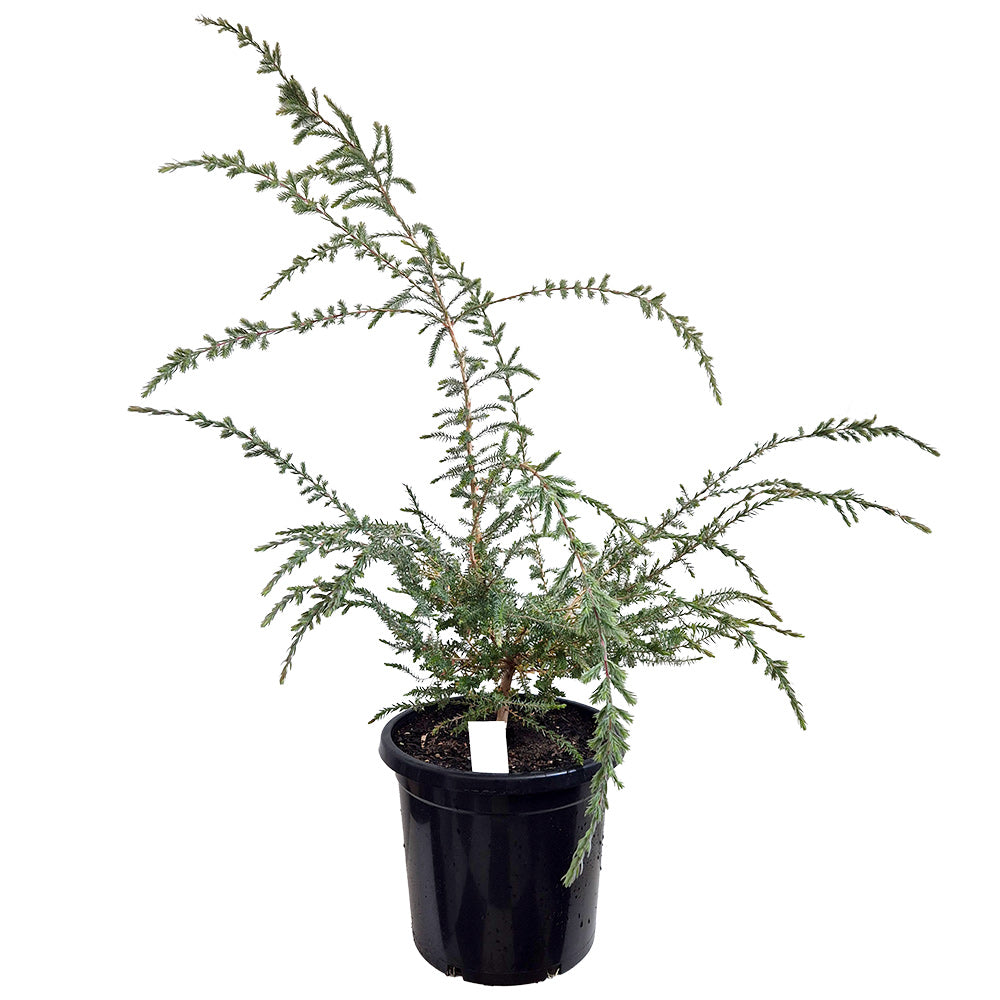 Melaleuca incana