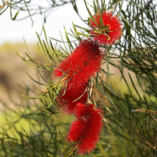 Melaleuca lateritia