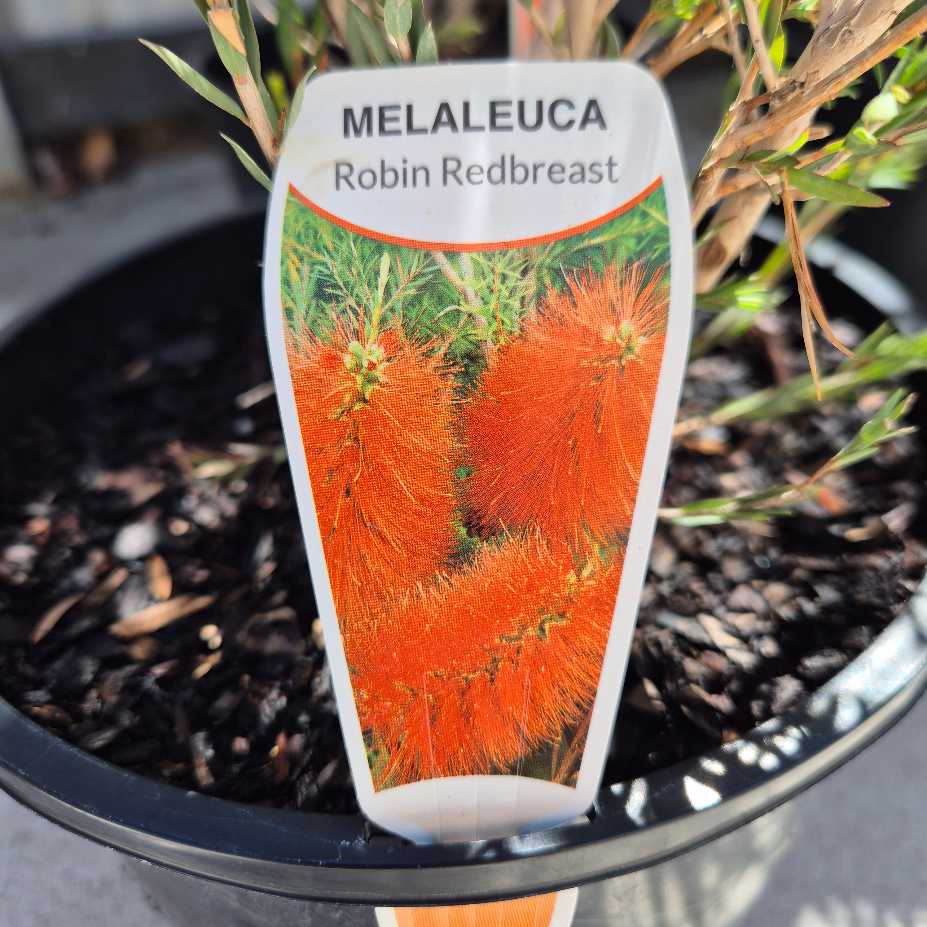 Melaleuca plant label with orange flowers in a pot