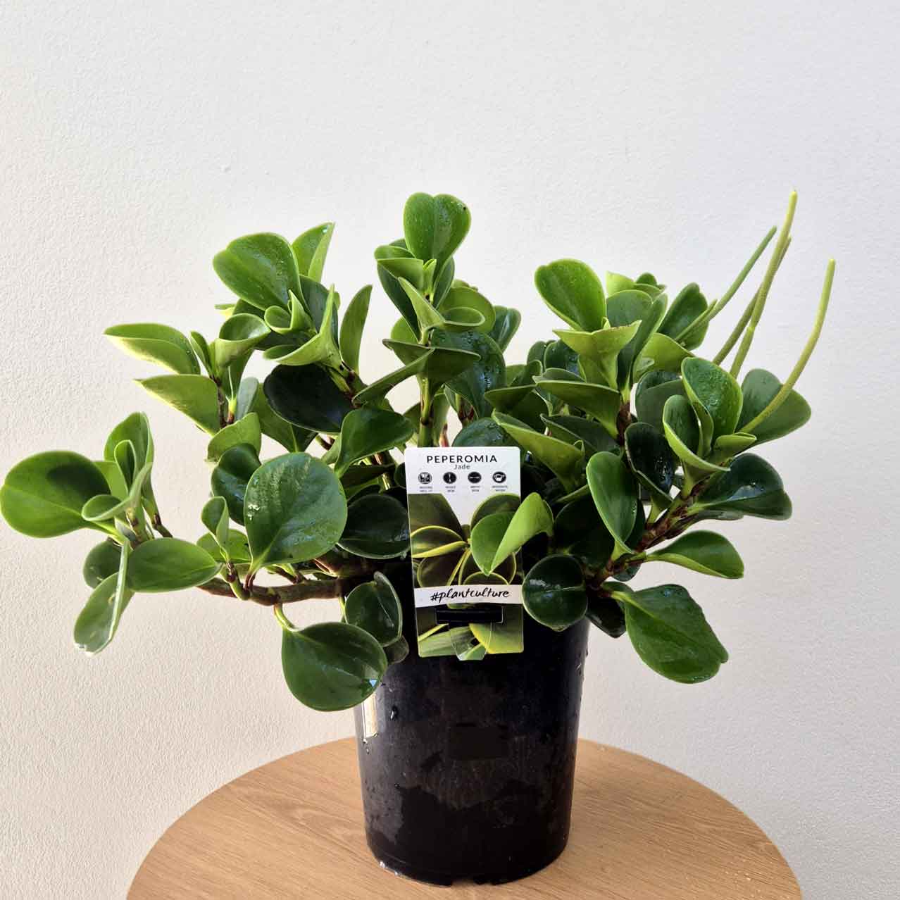 Indoor plant Baby rubber plant in 140mm pot with white background.