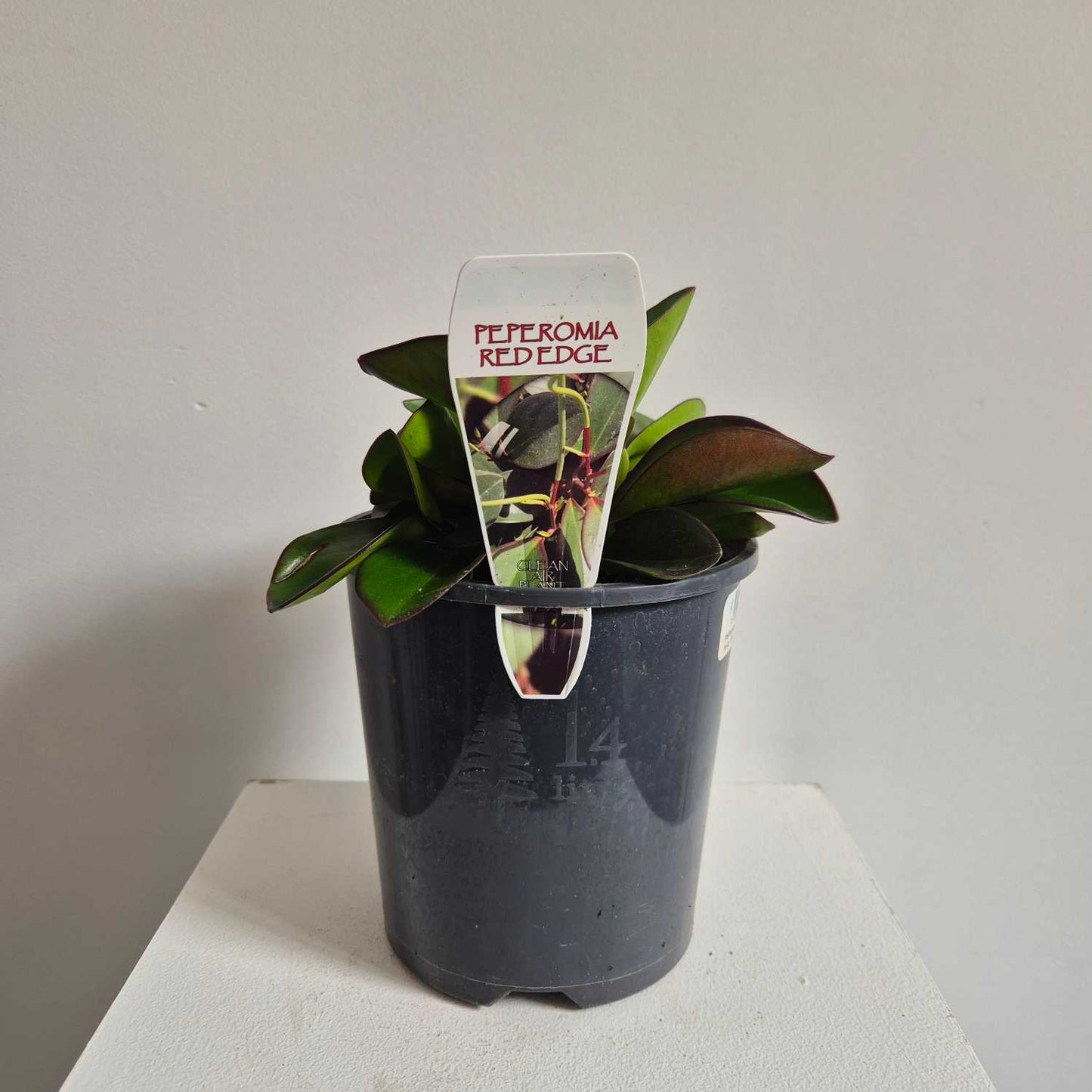 Potted plant with a label on a white surface