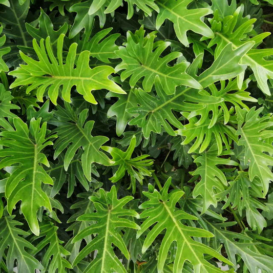 Philodendron Xanadu | Indoor Plant