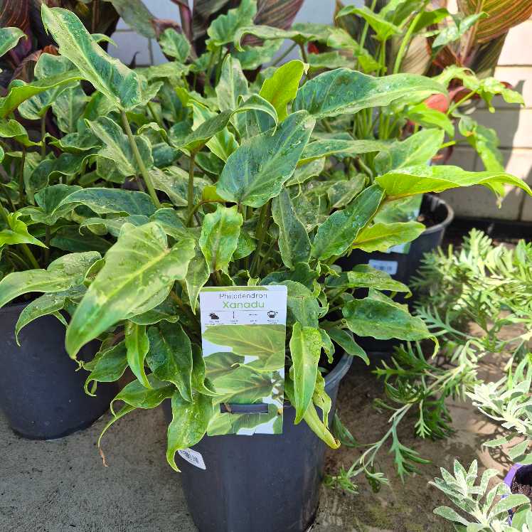 Potted plant with a label in an outdoor setting philodendron xanadu
